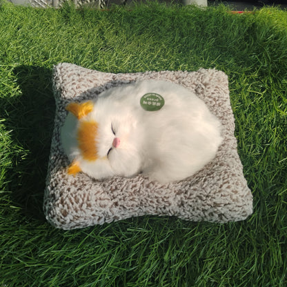 Sleeping cat on pillow