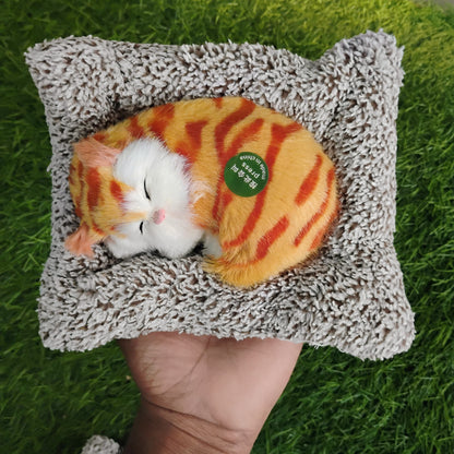 Sleeping cat on pillow