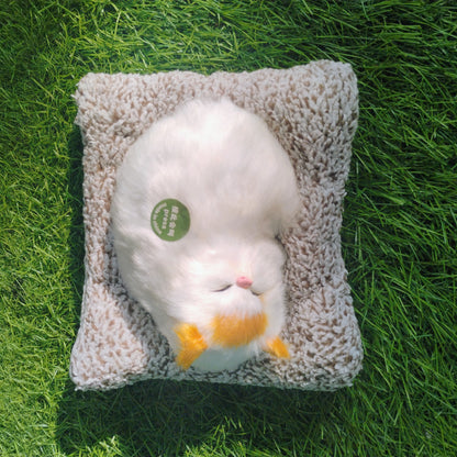 Sleeping cat on pillow