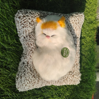 Sleeping cat on pillow